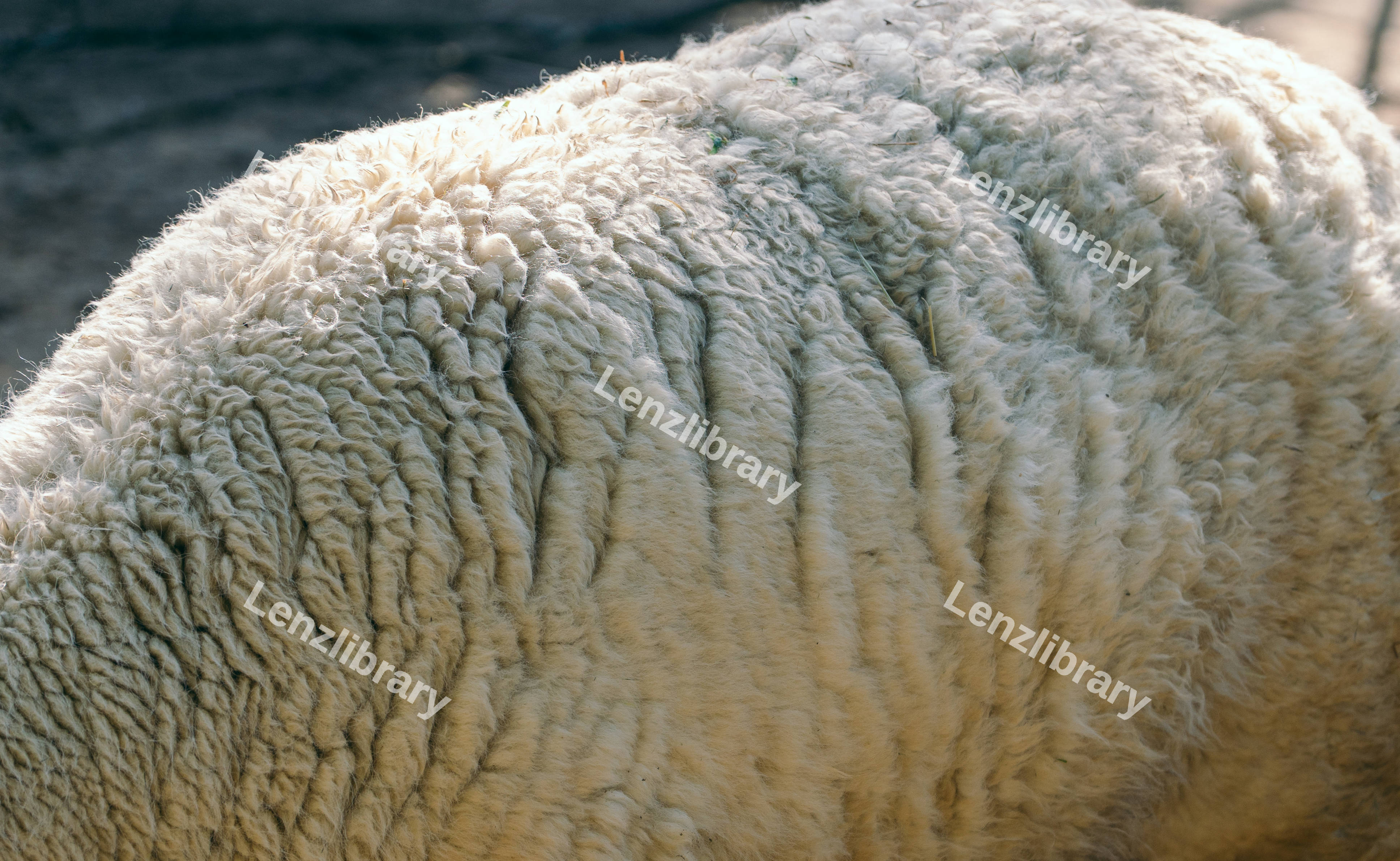 Alpaca Fur